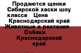 Продаются щенки Сибирской хаски шоу класса › Цена ­ 15 000 - Краснодарский край Животные и растения » Собаки   . Краснодарский край